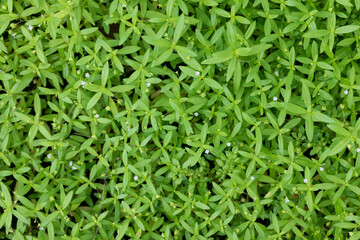 close up grasses plants with beautiful flower 