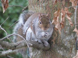 Obraz premium squirrel on a tree