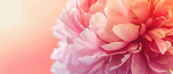 Obraz premium Close-up of a beautiful pink peony flower with soft petals, creating a romantic and delicate background for various uses.