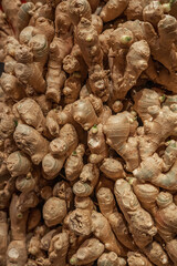 Pile of Freshly Harvested Ginger for Health and Cooking
