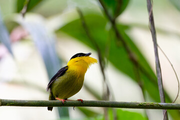 Golden collared manakin on a branch fluffed neck.