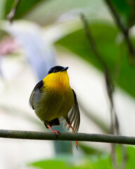 Golden collared manakin on a branch stretching leg.