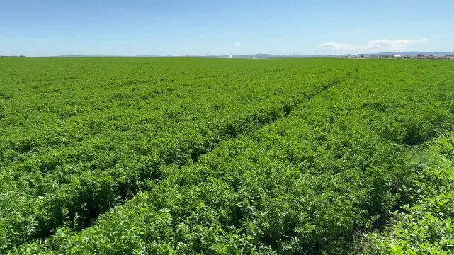Alfalfa. Green surface, landscape of a field of bright green alfalfa. One of the fields whose plants will be processed into good fodder for cows