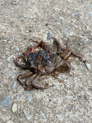 dead crab on the floor