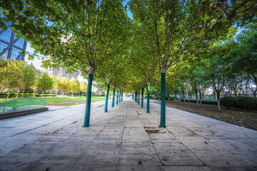 Serene Tree-Lined Pathway in Urban Park