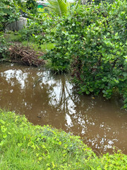 a small river in the forest