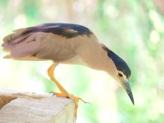 black headed bee eater