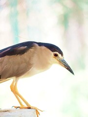 grey heron ardea cinerea
