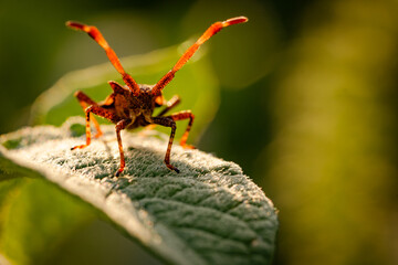 Vibrant Insect Perching on Leaf in Warm Afternoon Light of Summer