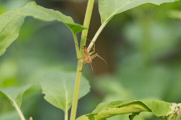 close up a small spider