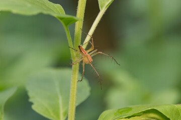 close up a small spider
