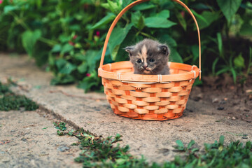 Playful Kitten Sitting in a Wooden Basket Surrounded by Lush Greenery on a Sunny Day
