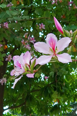 pink and white flowers