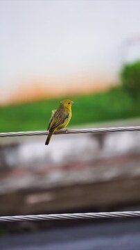 Yellow Canary on power line cable, Little bird in urban cenario, High Resolution