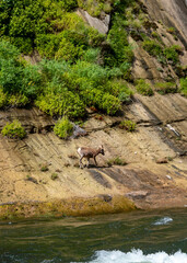 Wildlife in the Canyon