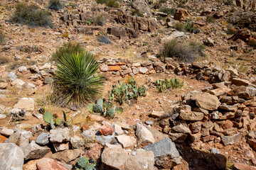 cactus in the desert