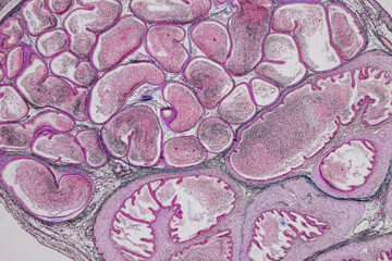 Anatomy and Histological Uterine tube, Uterus, Vagina, Ovary and Testis Rabbit cells under...
