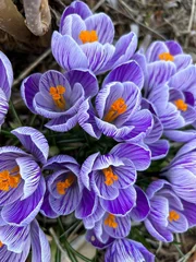 Fotobehang Krokus spring purple crocus  © Lisa