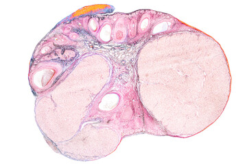 Anatomy and Histological Uterine tube, Uterus, Vagina, Ovary and Testis Rabbit cells under microscope.