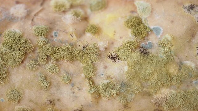 bread with mildew. Spoiled products