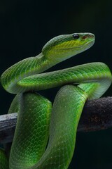 Potrait Trimeresurus erythrurus, commonly known as the red-tailed bamboo pit viper on a tree