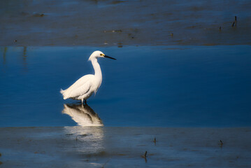 Snowy egret wading in a tidal pool with reflections.