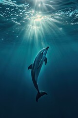 Obraz premium Dolphin swimming towards sunlight in blue ocean water