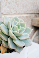 Succulent