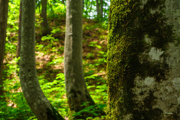 ブナの苔