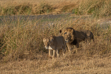lions passing through the African savannah of Botswana
