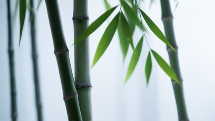  leaves against the sky on a cloudy day,