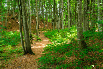 ブナ林の小道