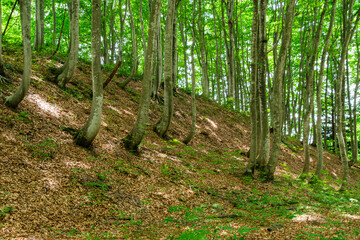 ブナ林の木漏れ日