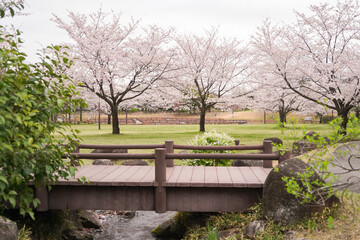桜の咲く公園（古代蓮の里）