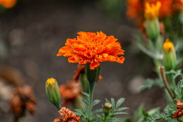 orange flowers, carnation in the garden