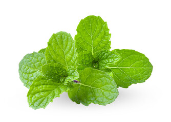 mint isolated on transparent png