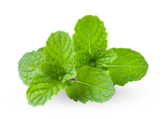 mint isolated on transparent png