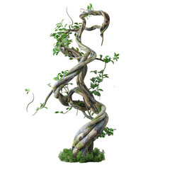 Obraz premium Wild liana jungle vine twisted isolated on a transparent background with clipping path