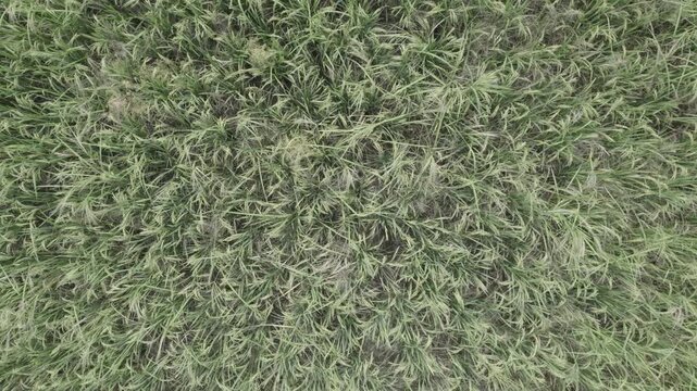 green grass texture