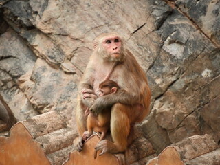 a mother monkey with a baby