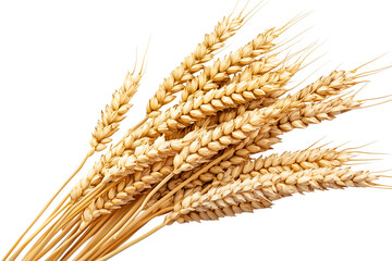 Golden wheat stalks closeup, showcasing detailed grain texture and warm tones, perfect for harvest season, natural organic produce, isolated PNG on transparent BG, high-resolution macro photography