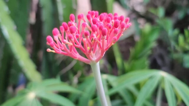 jatropha plant with red flower