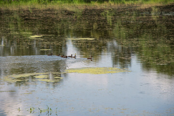 Piękny krajobraz nad wodą, Goczałkowice Polska. 