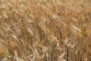 Złote zboże dojrzałe na polu  © Elżbieta Kaps
