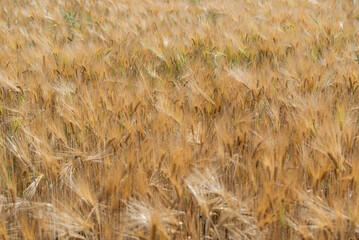 Złote zboże dojrzałe na polu  © Elżbieta Kaps