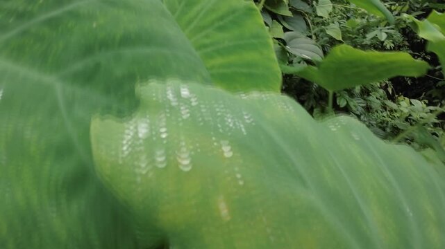 Waterdrop On A Big Green Leaf's After A Rain