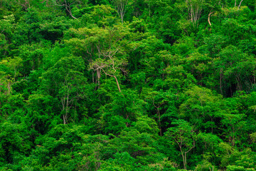 aerial view of dark green forest Abundant natural ecosystems of rainforest. Concept of nature forest preservation and reforestation.
