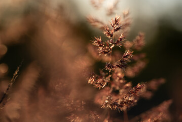 Trawa w rosie na łące  © Elżbieta Kaps