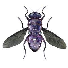 3d render metal fly 