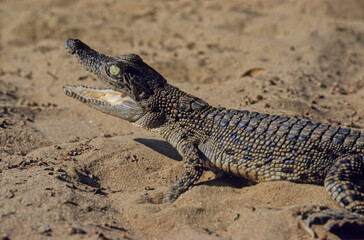 Naklejka premium Saltwater crocodile